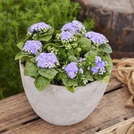 Kona Blue, Ageratum